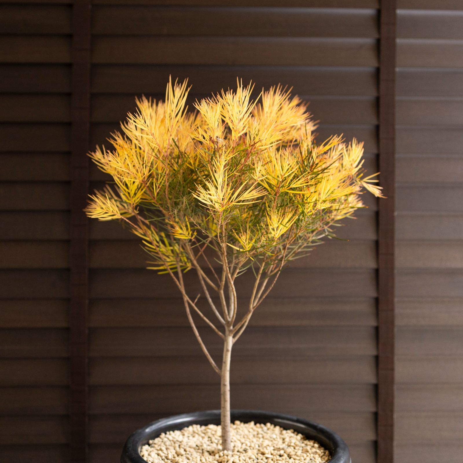 アカシア フェニックスゴールド 8号 Acacia Phenix gold オージー