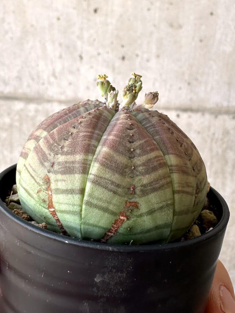 snk　オベサ RETAKE 木質化 オベサ / ユーフォルビア | LIGHTHOUSE.PLANTS