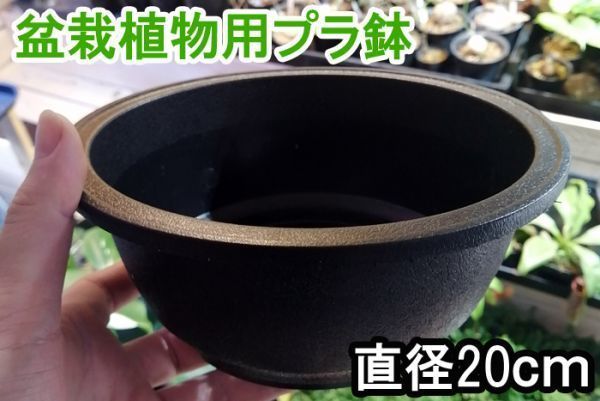 浅型 硬質 プラ鉢 5個セット 盆栽 塊根植物 アデニウム プラスチック