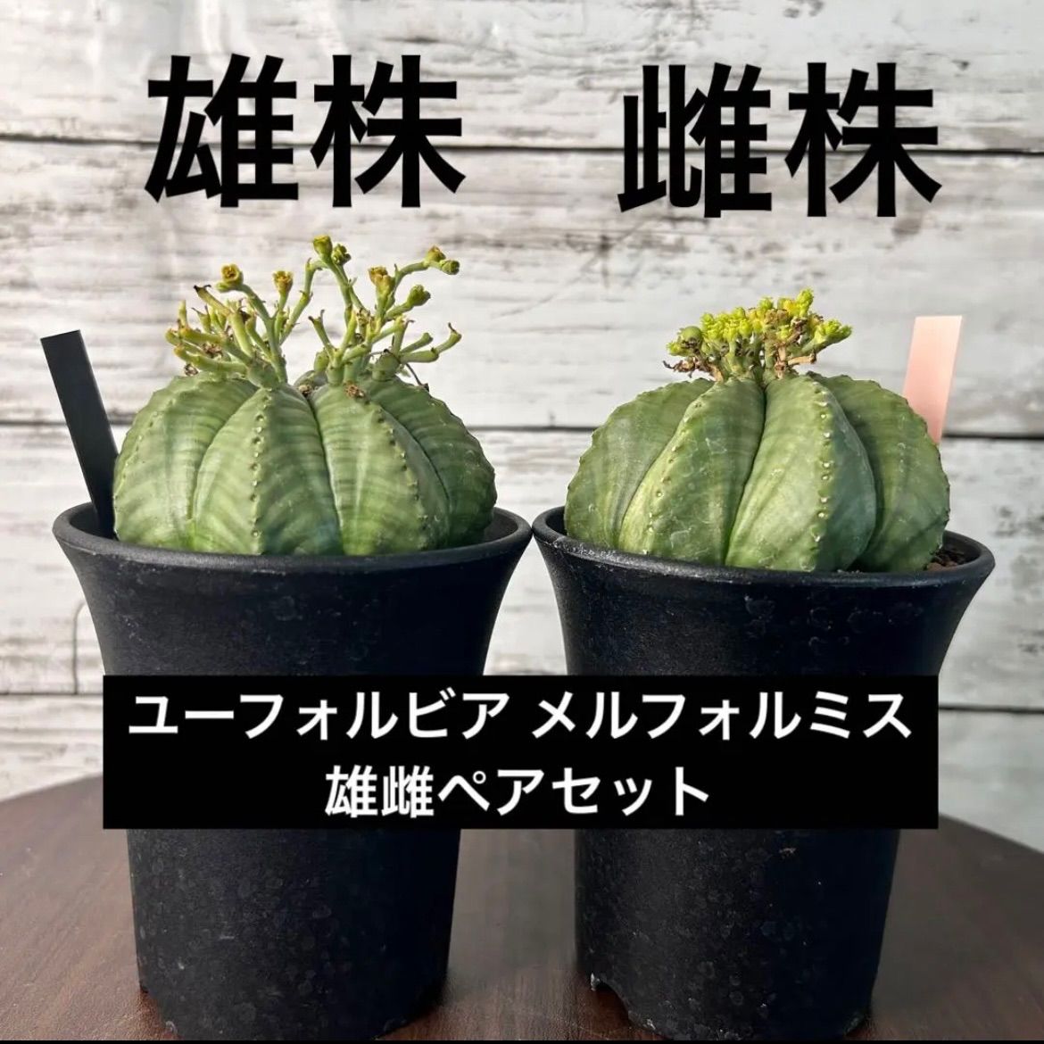 m*a様 ユーフォルビア3種 雄雌セット ユーフォルビア メロフォルミス 雄雌ペア 貴青玉 サボテン M16802