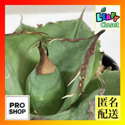 アガベ 特選 大白鯊 親株 子株4個セットLIZE チタノタ