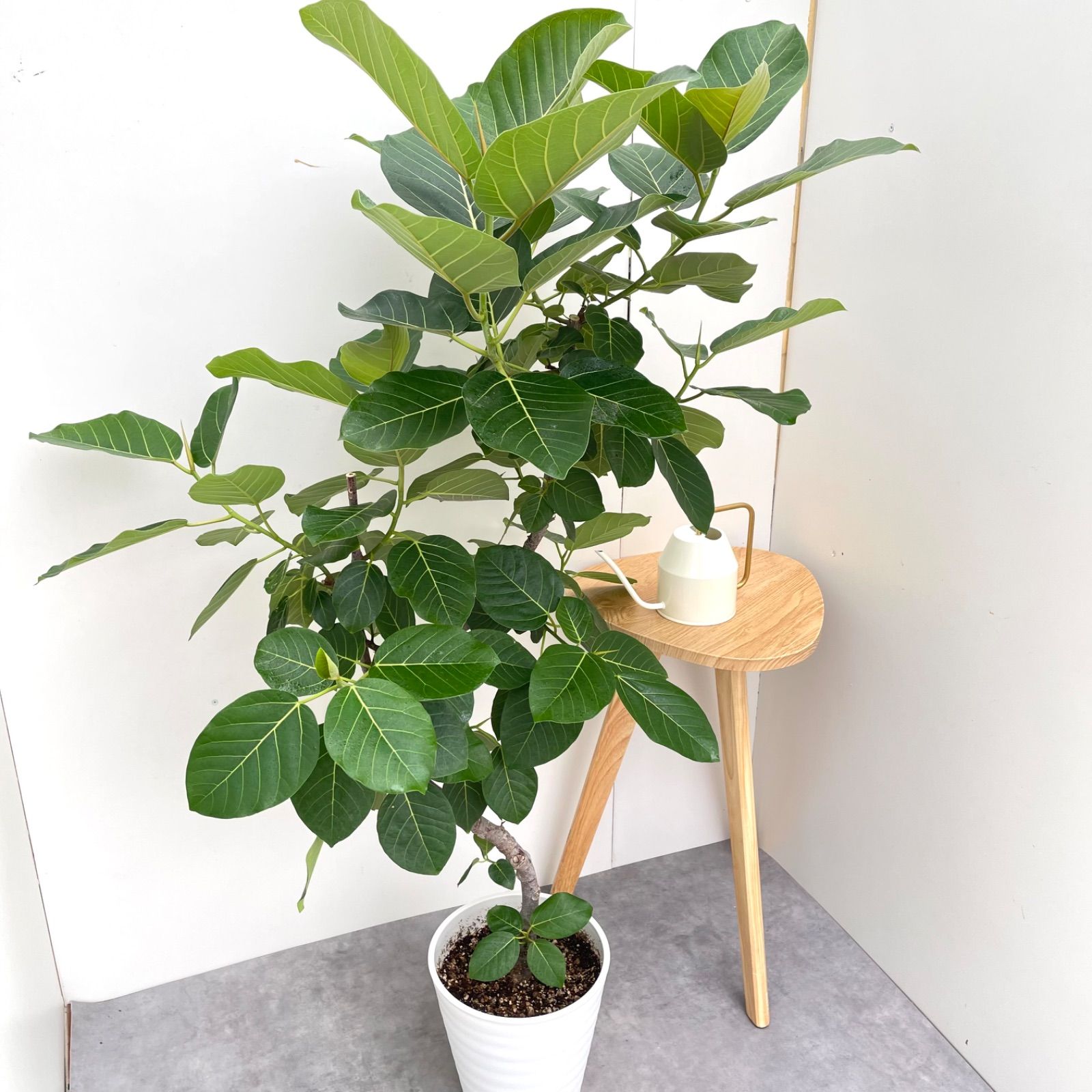 フィカス グランディス 曲がり 1 現品 観葉植物 室内 大型
