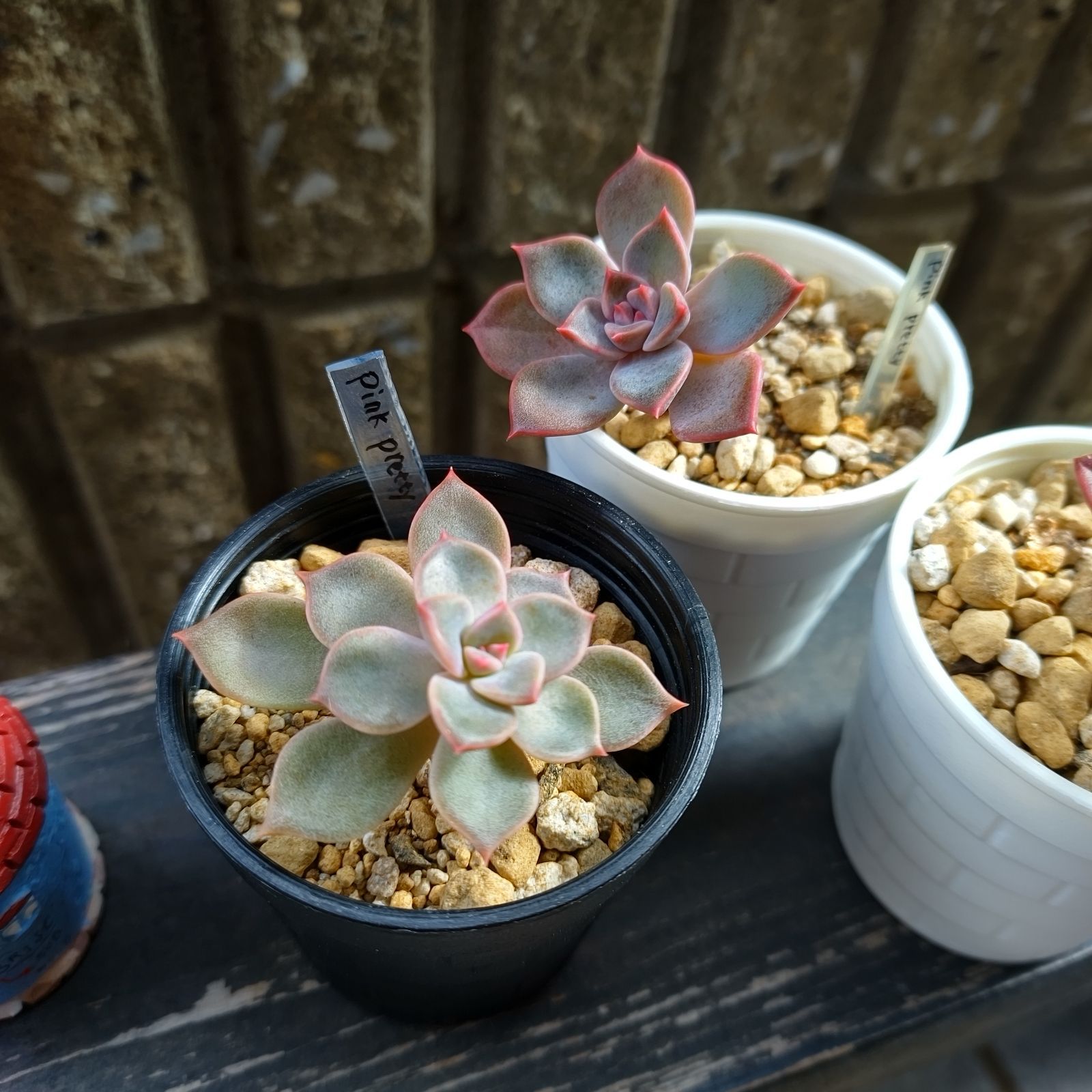 多肉植物 希少種♡お得セット - 植物/観葉植物