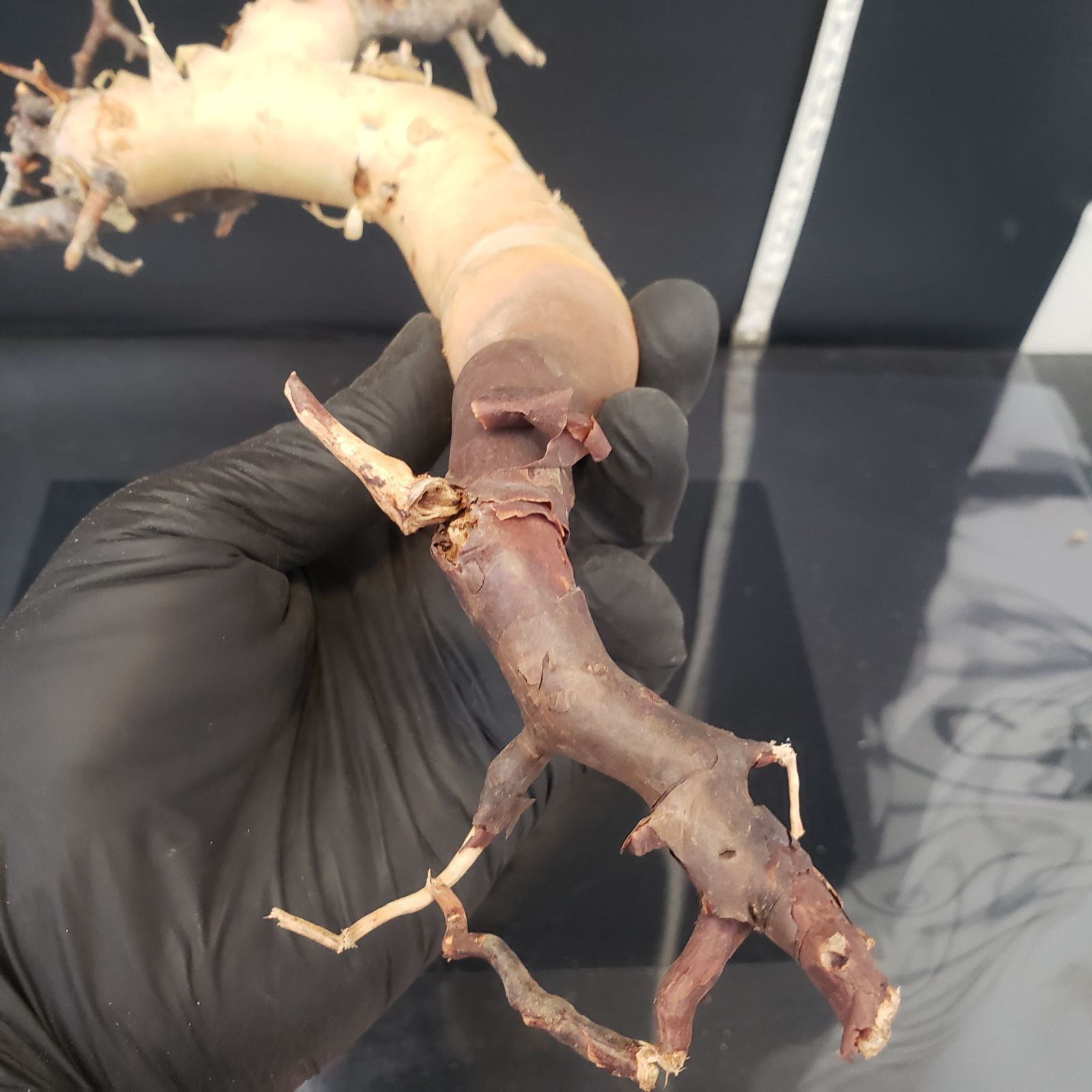 Z425 最新到着 Commiphora カタフピュア 現地球 抜き苗 灌木系 塊根植物 コミュフォラ カタフピュア YUZUMIYA_COM