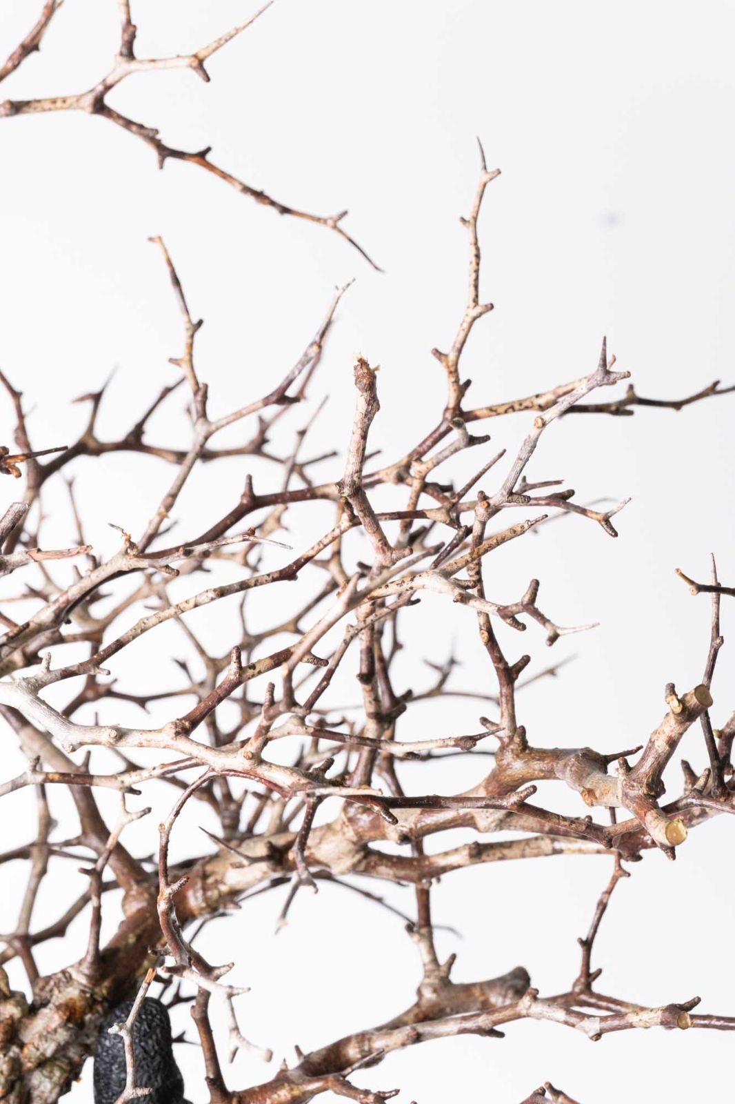 EP211 オペルクリカリア パキプス コーデックス ベアルート株 オペルクリカリア | STORES