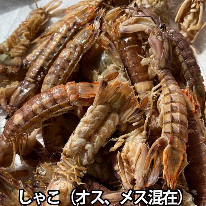 ボイル済み シャコ 1kg 大きさ不揃い オス、メス混在 （冷蔵便）しゃこ 蝦蛄