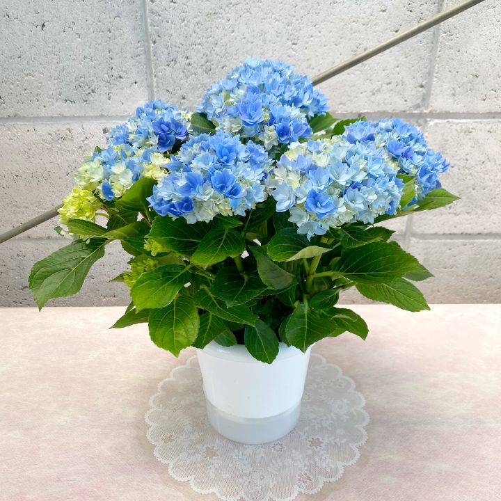 アジサイ アジサイ ヘブンバイオレット 5寸鉢 | 鉢花・花苗 | 橋本種苗園