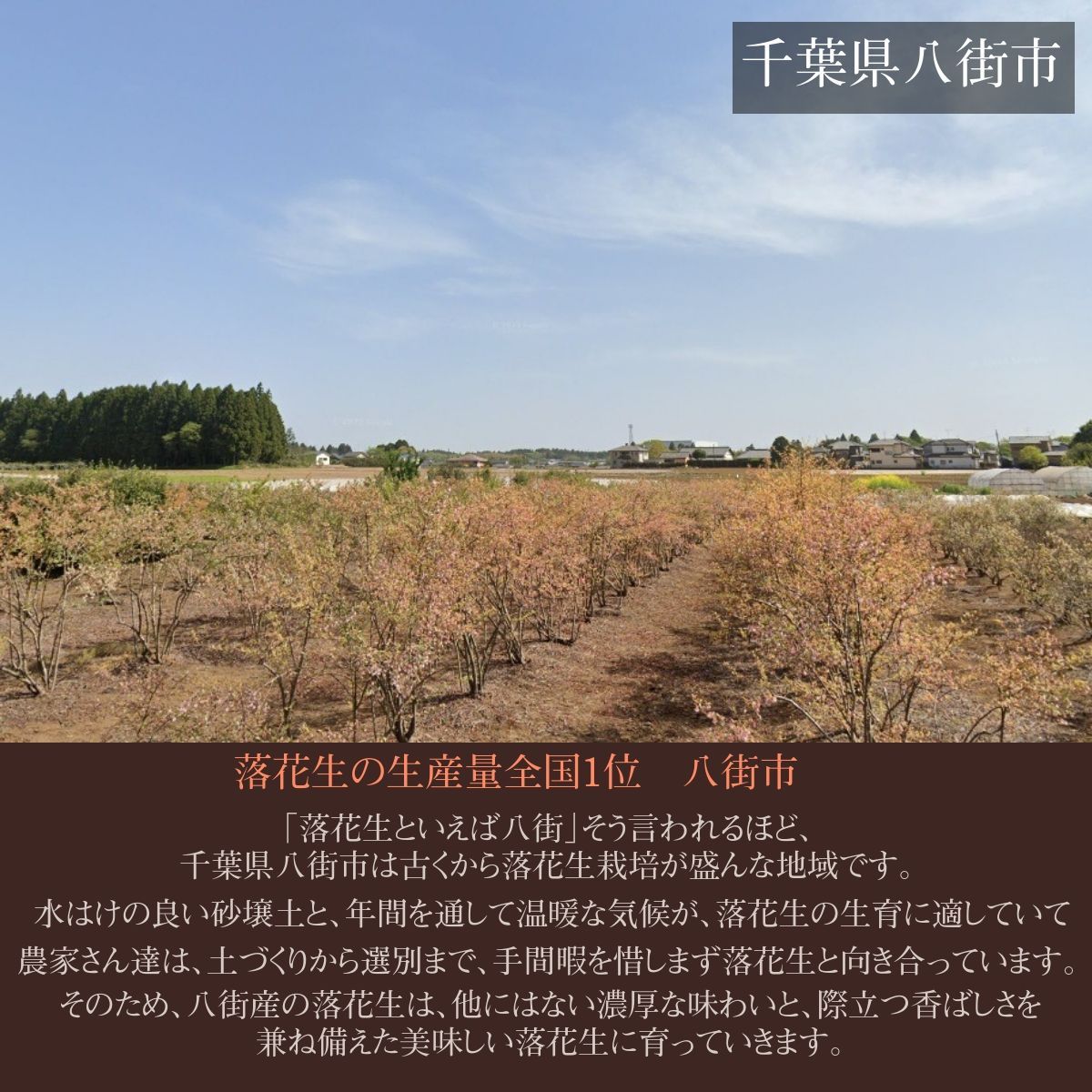 落花生