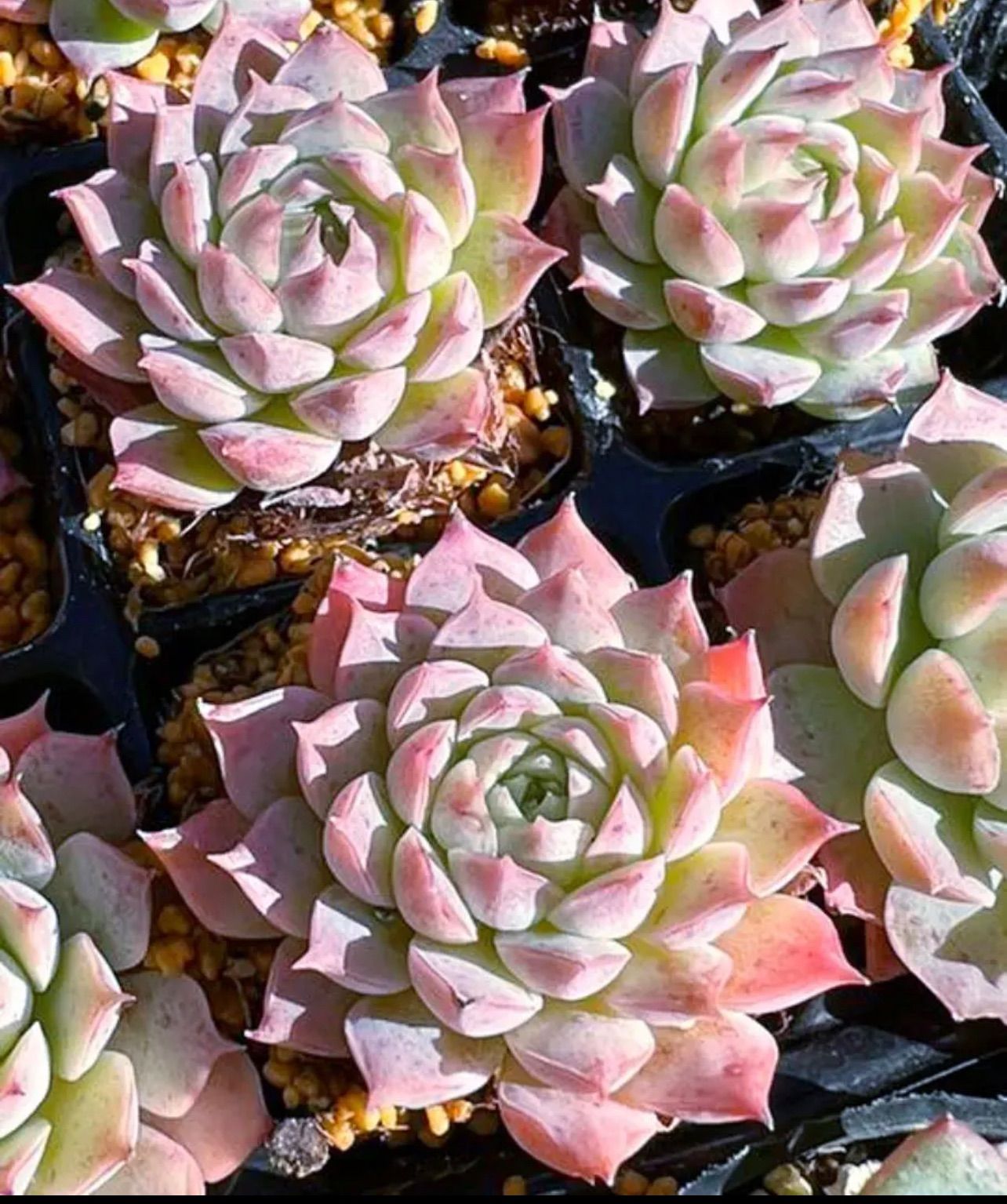 Echeveria Sharlot Rose エケベリア シャーロットローズ - メルカリ