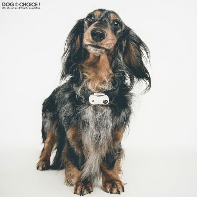 ノミから愛犬 愛猫をガード