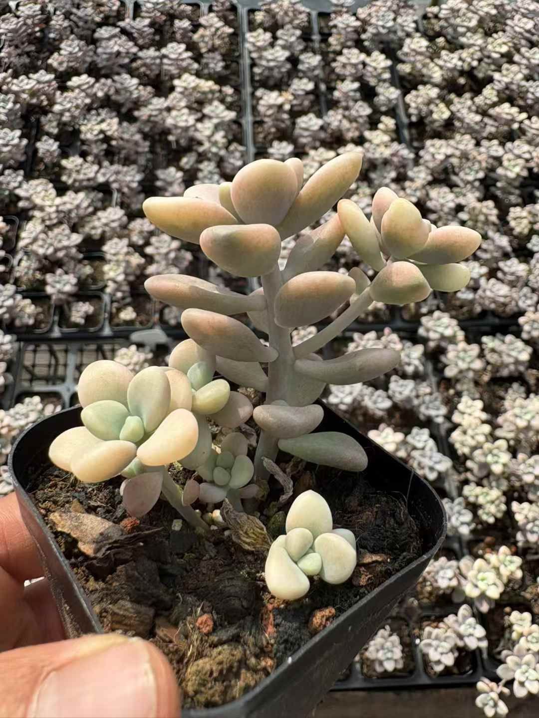 50株の抜き苗セット】エレン錦 多肉植物 佐川急便発送 エケベリア 韓国