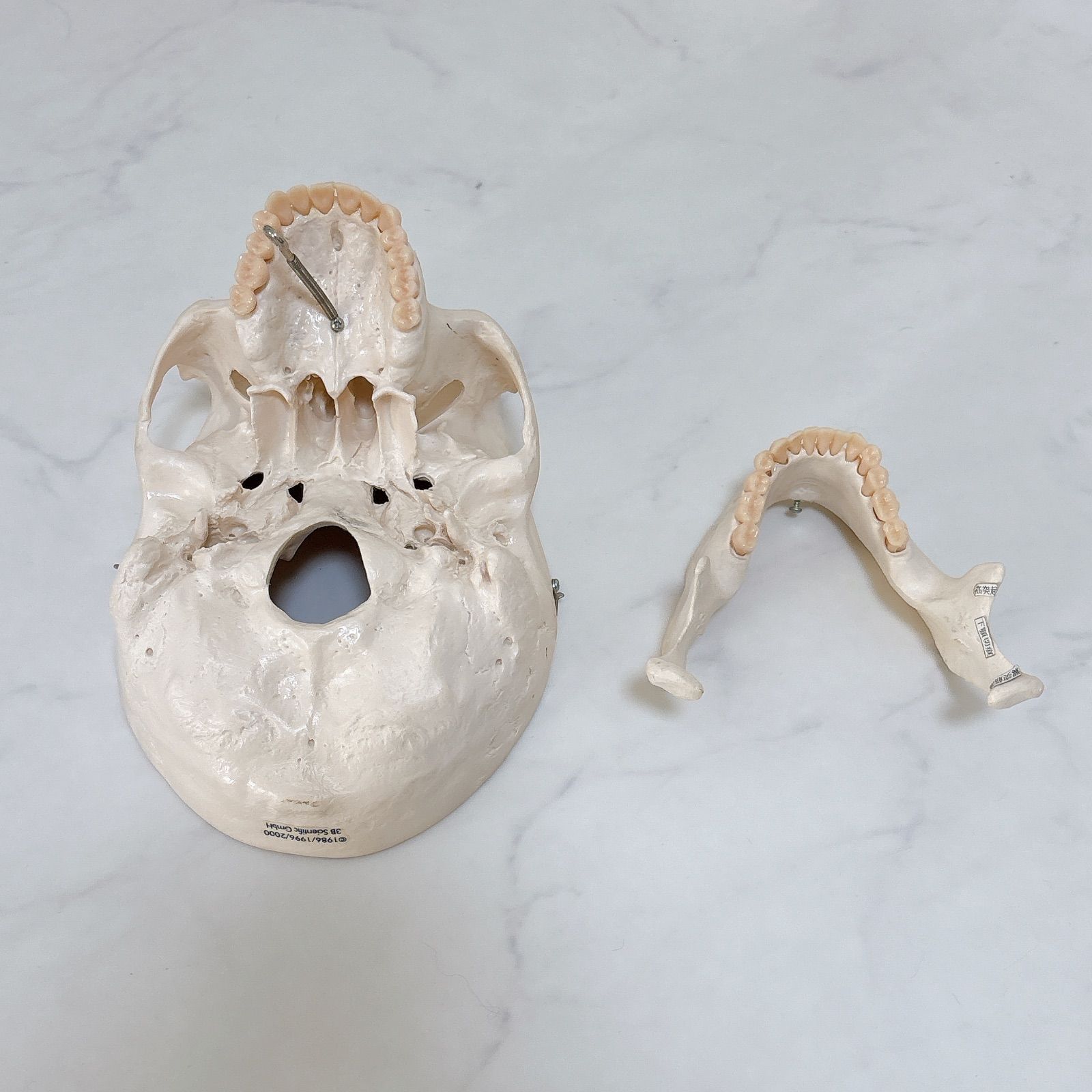 3B Scientific 頭蓋骨 人体模型 解剖学実習 ドイツ 頭蓋骨 模型 3B Scientific 解剖学 実習 頭蓋骨モデル ドイツ