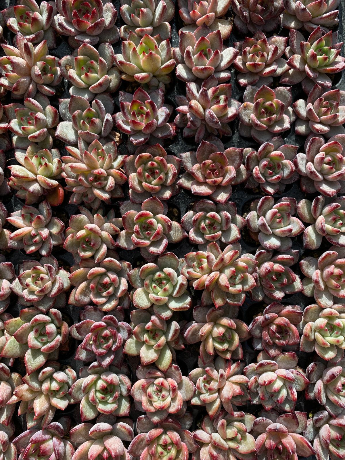 新入荷 ブラックナイト XQS41×105苗 土付き 多肉植物 詰め合わせ エケベリア サボテン 韓国苗