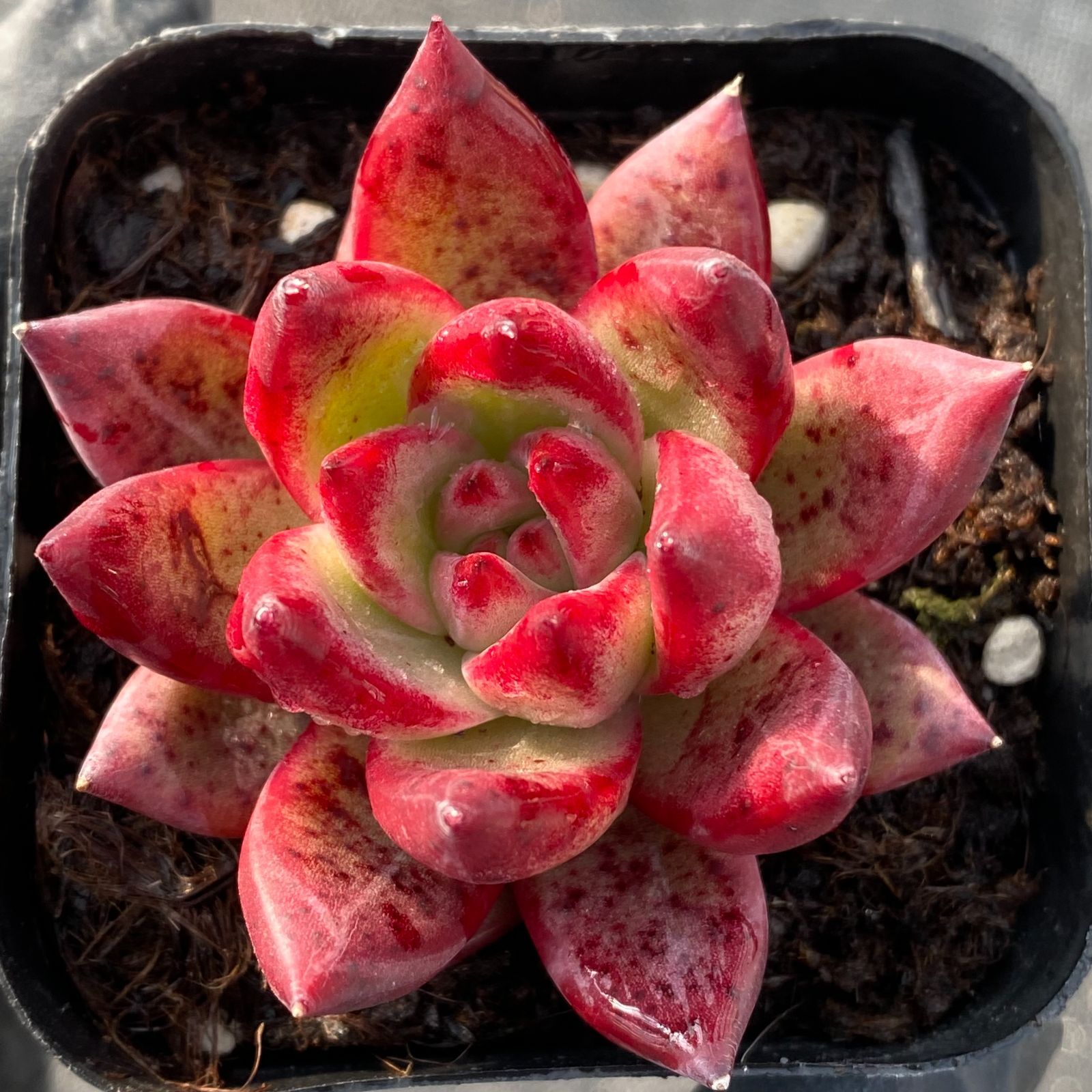 30株の抜き苗セット】ロビン(単) 多肉植物 ヤマト宅急便発送