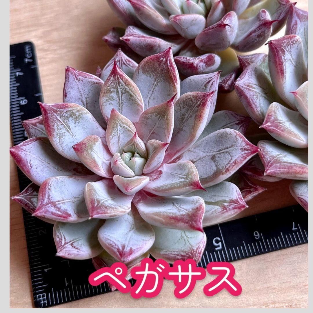 ペガサス◎多肉植物 カット苗 韓国苗 エケベリア等 Amazon.co.jp: 【Succute】多肉植物 寄せ植え 韓国カット苗