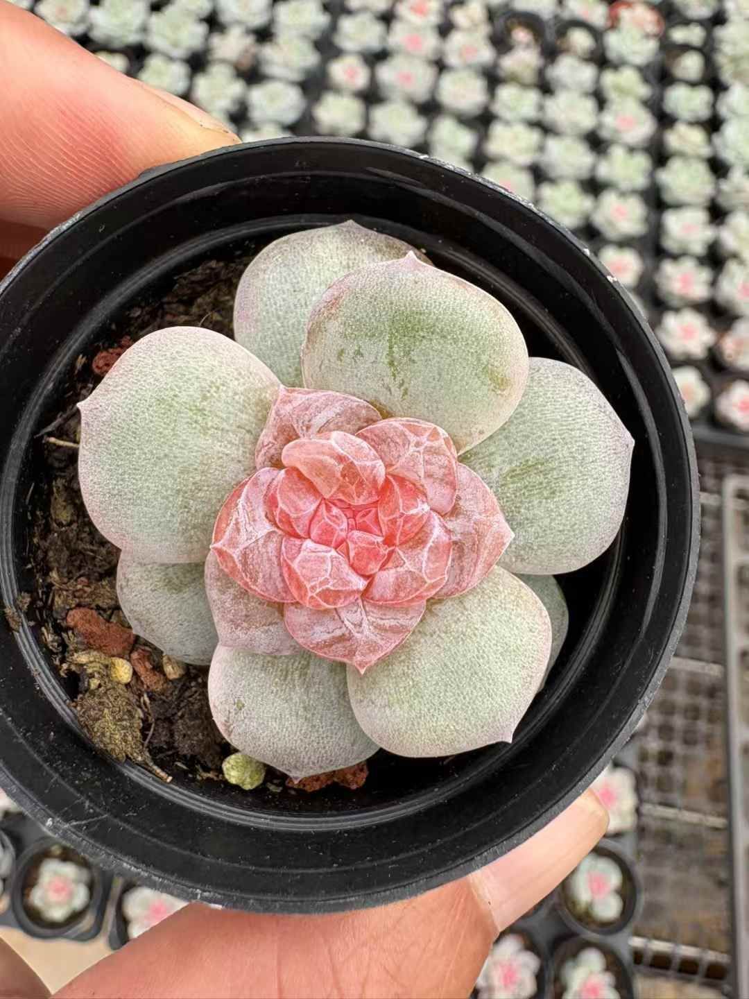 ※*^様 R646　桃夭　抜き苗　48株　多肉植物 エケベリア 韓国苗 サボテン latestplants2019_l240312045