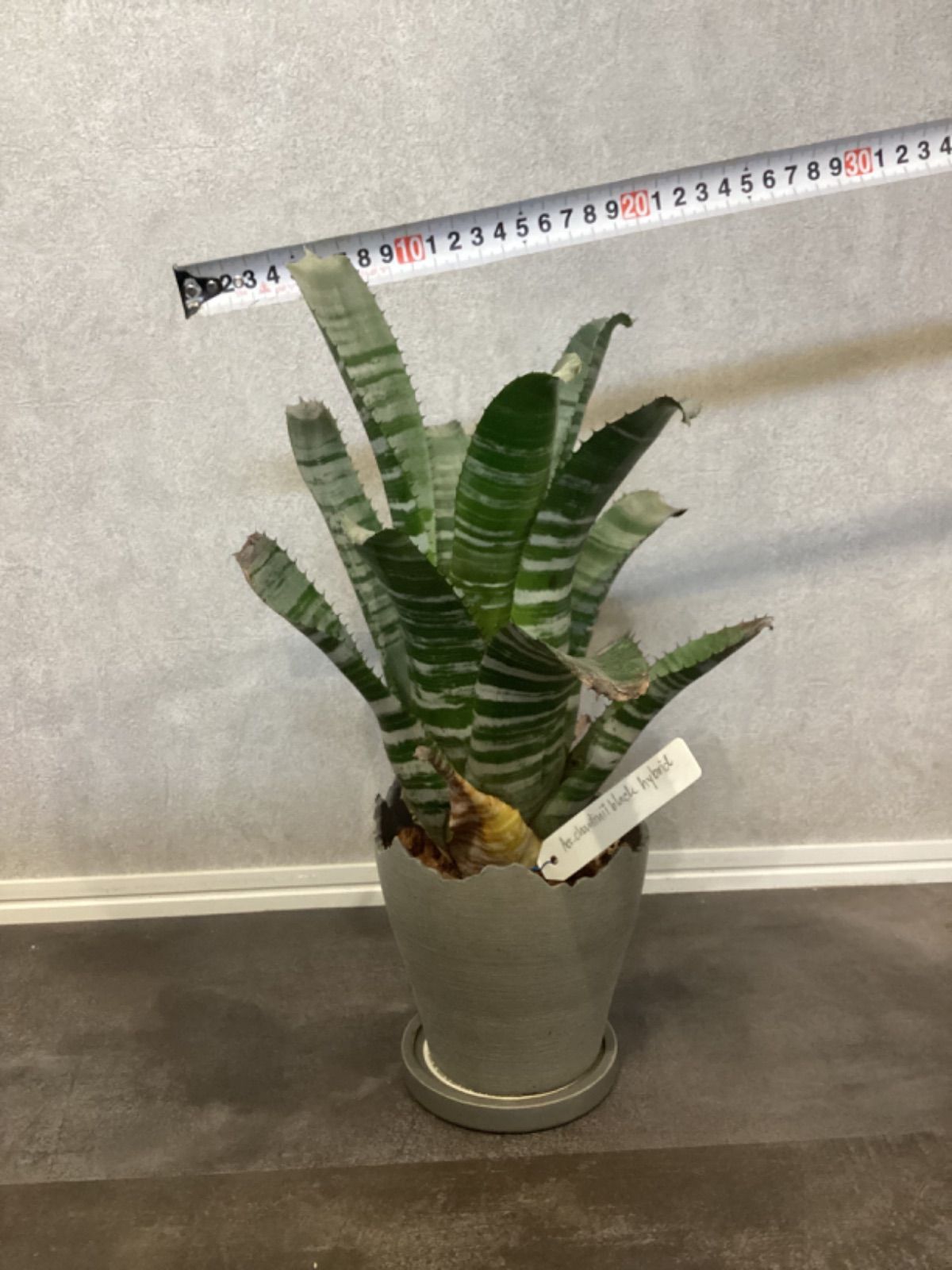 Aecchantinii black hybrid
