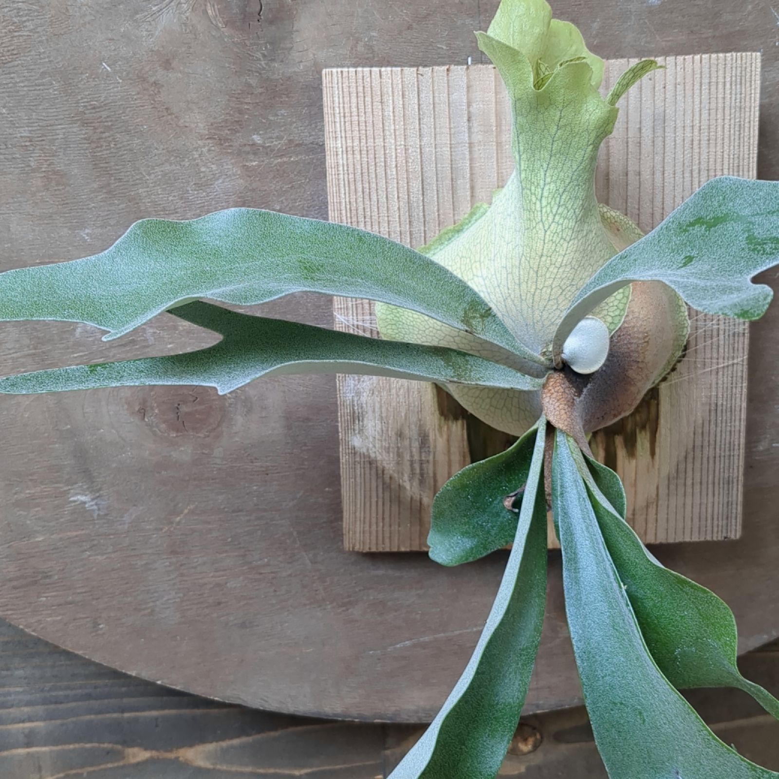 こうもりらん　壁掛け自作　手作り こうもりらん 壁掛け自作 手作り ビカクシダ／栽培】鉢植えで購入した