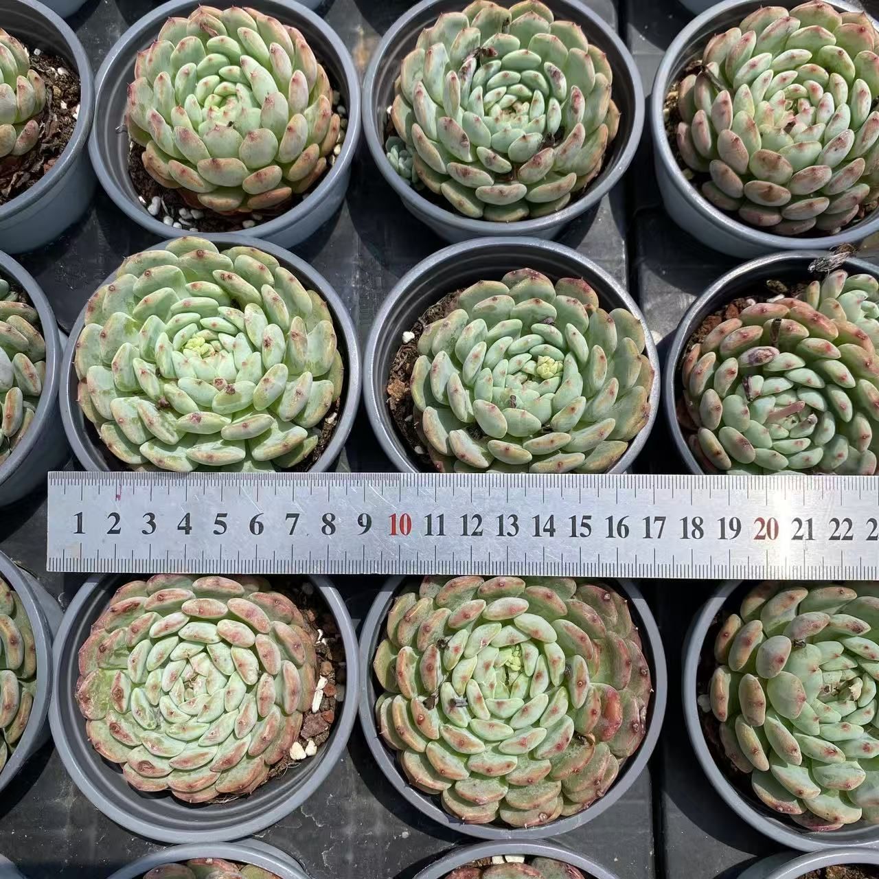 -*-様 B1528-2×20苗ピンクウィッチ抜き苗 多肉植物 エケベリア サボ 2025年最新】ピンクウィッチ 多肉の人気アイテム - メルカリ