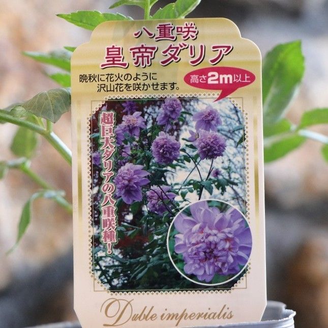 八重咲き 皇帝ダリア ピンク 3〜3.5号ポット苗 【1株販売 八重咲き 皇帝ダリア ピンク 3〜3.5号ポット苗 【1株販売