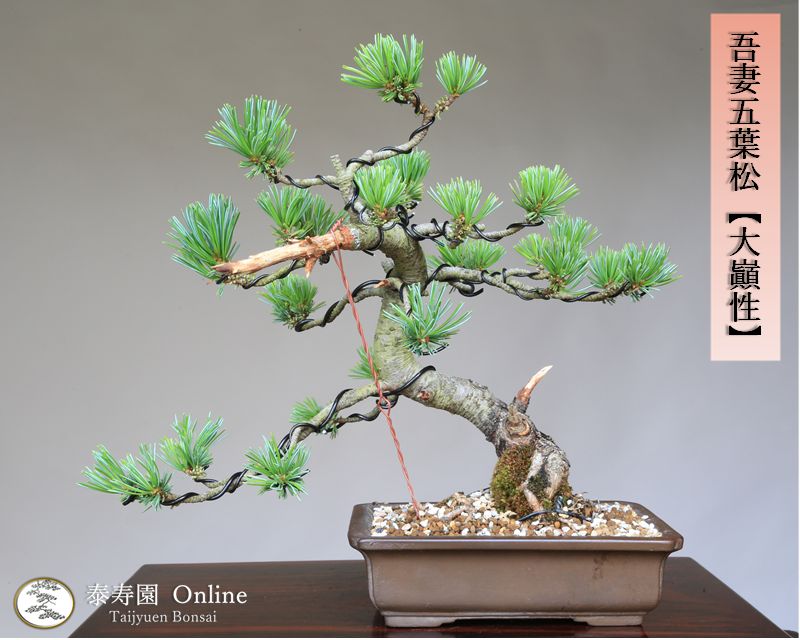 吾妻五葉松【大巓性】小品盆栽【泰寿園 Online】現品 一点物