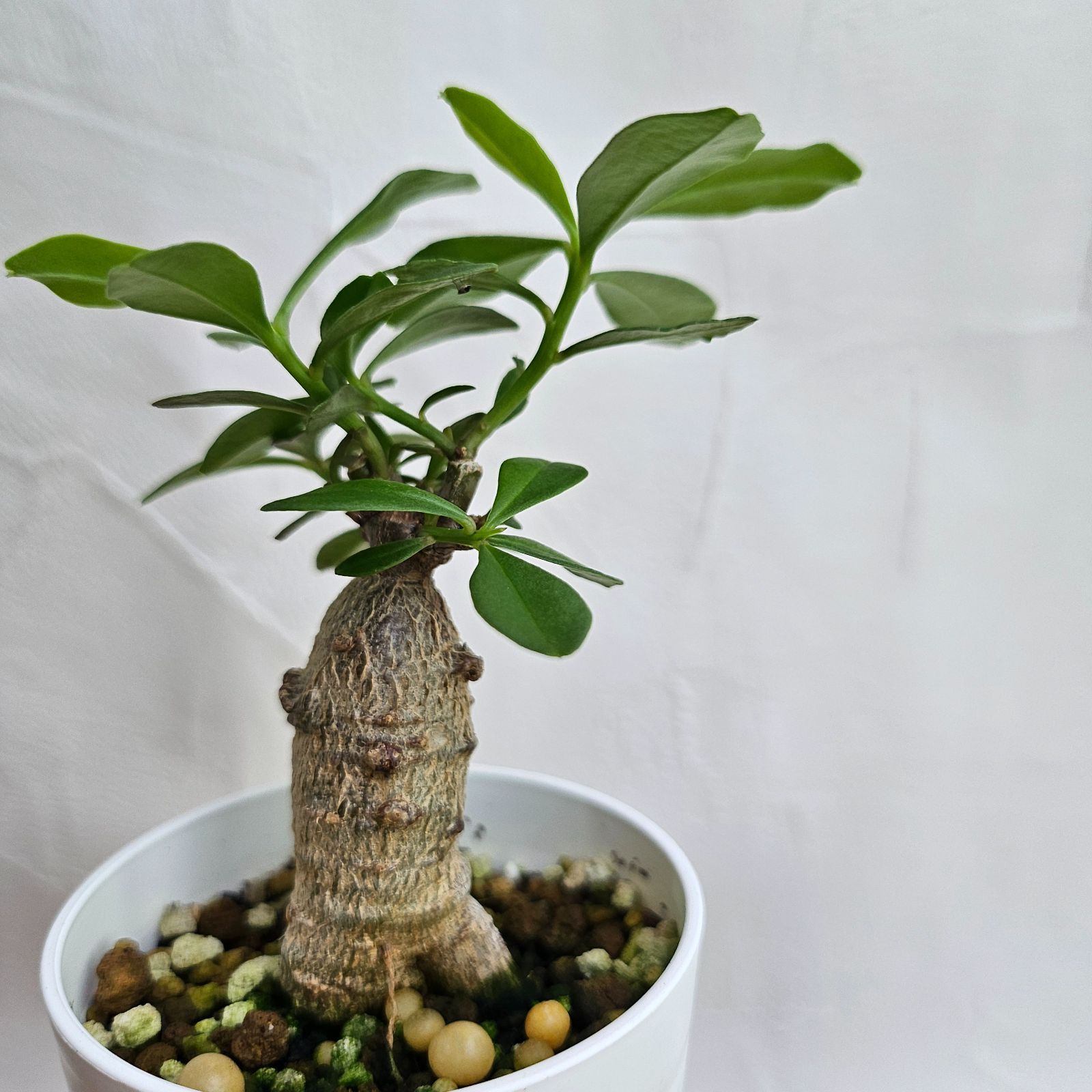 ボスウェリア ネグレクタ 現地株 盆栽風 鉢ごと着払い