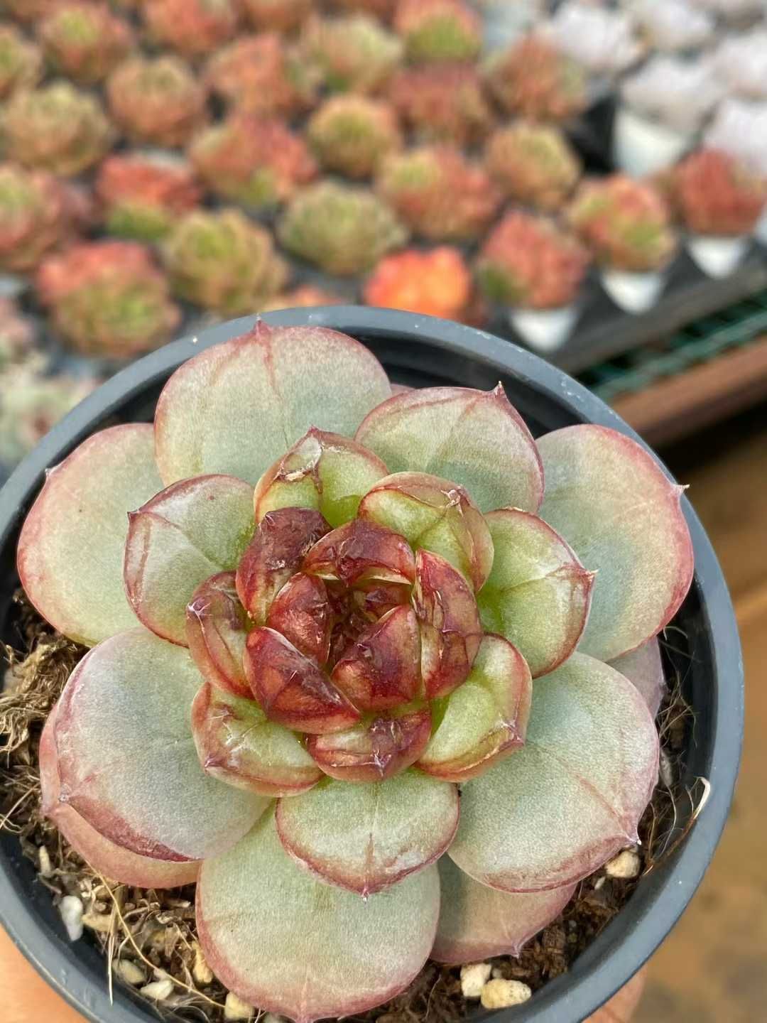 18株の抜き苗セット レッドロマンティック 多肉植物 佐川急便発送 エケベリア 韓国苗 MY495