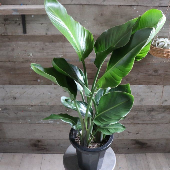 ポットごと オーガスタ♡大きな観葉植物♡ストレチア♡極楽鳥花 【公式