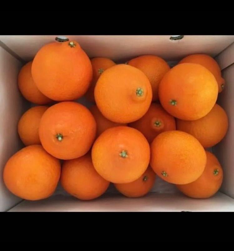 紅まどんなL〜2L 5kg