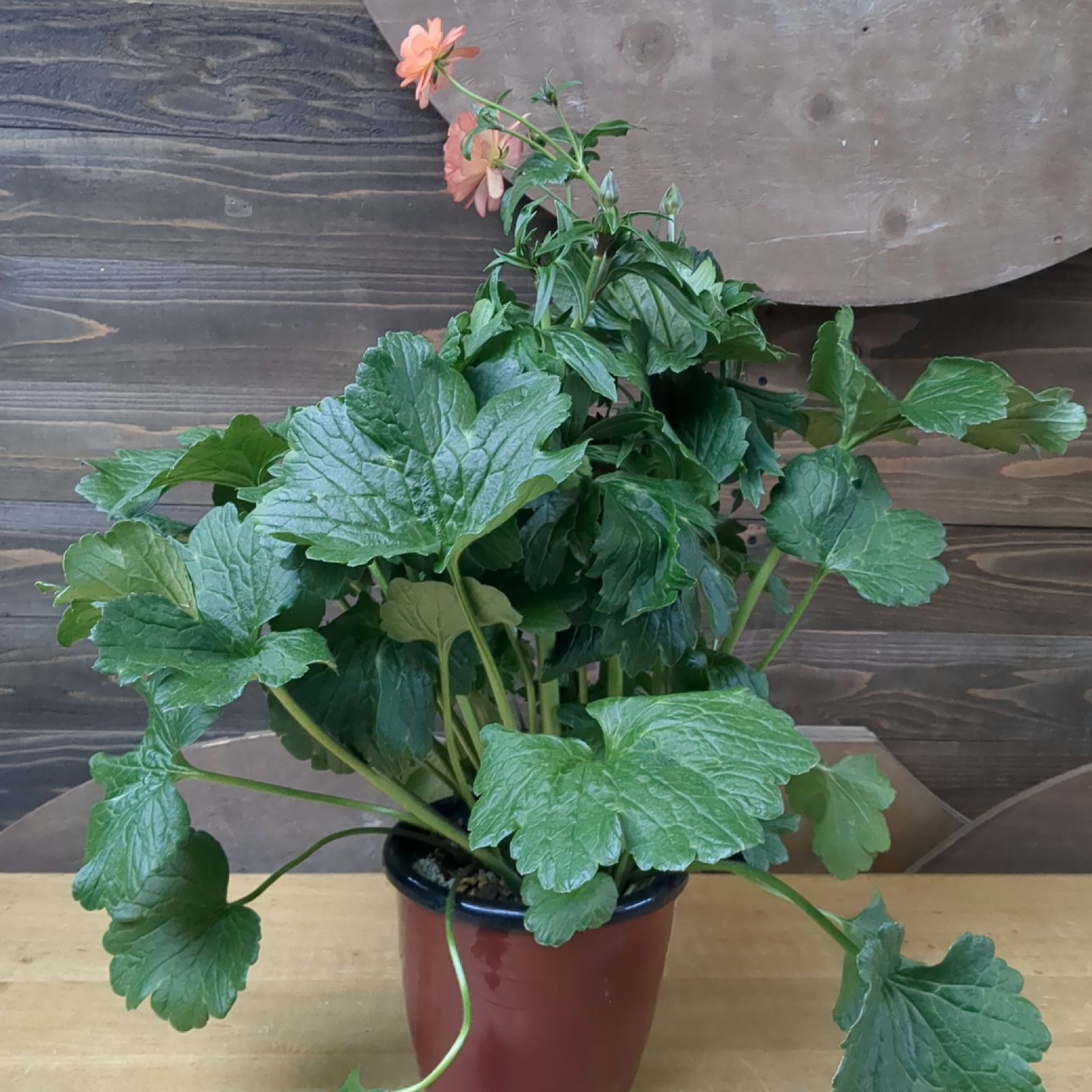 希少 ５号スリット鉢 ラナンキュラスラックス『エリス』そのまま メルカリ便で発送 希少 5号スリット鉢 ラナンキュラスラックス『エリス』鉢のまま