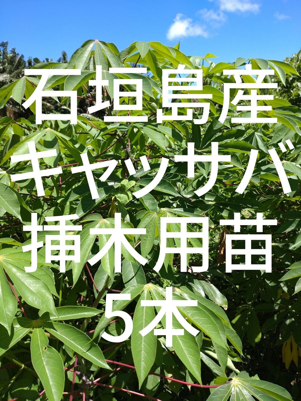 ☆キャッサバ挿木用苗木５本☆(黄色系甘味種)・沖縄県石垣島産