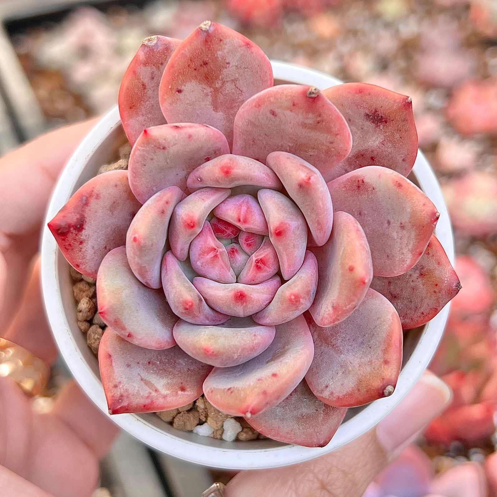 多肉植物 アリエル 抜き苗