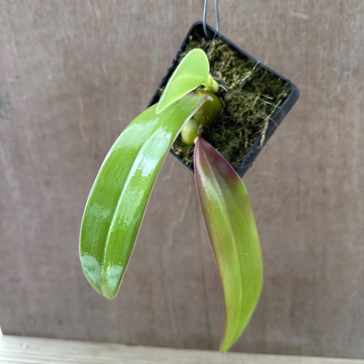 バルボフィラム ファレノプシス② Bulbophyllum phalaenopsis 現品 観葉植物 観葉 植物 珍奇植物 珍奇 珍しい レア 希少  着生ラン ラン 蘭 ハンギング 吊るす 吊り下げ インテリア おしゃれ かわいい - メルカリ