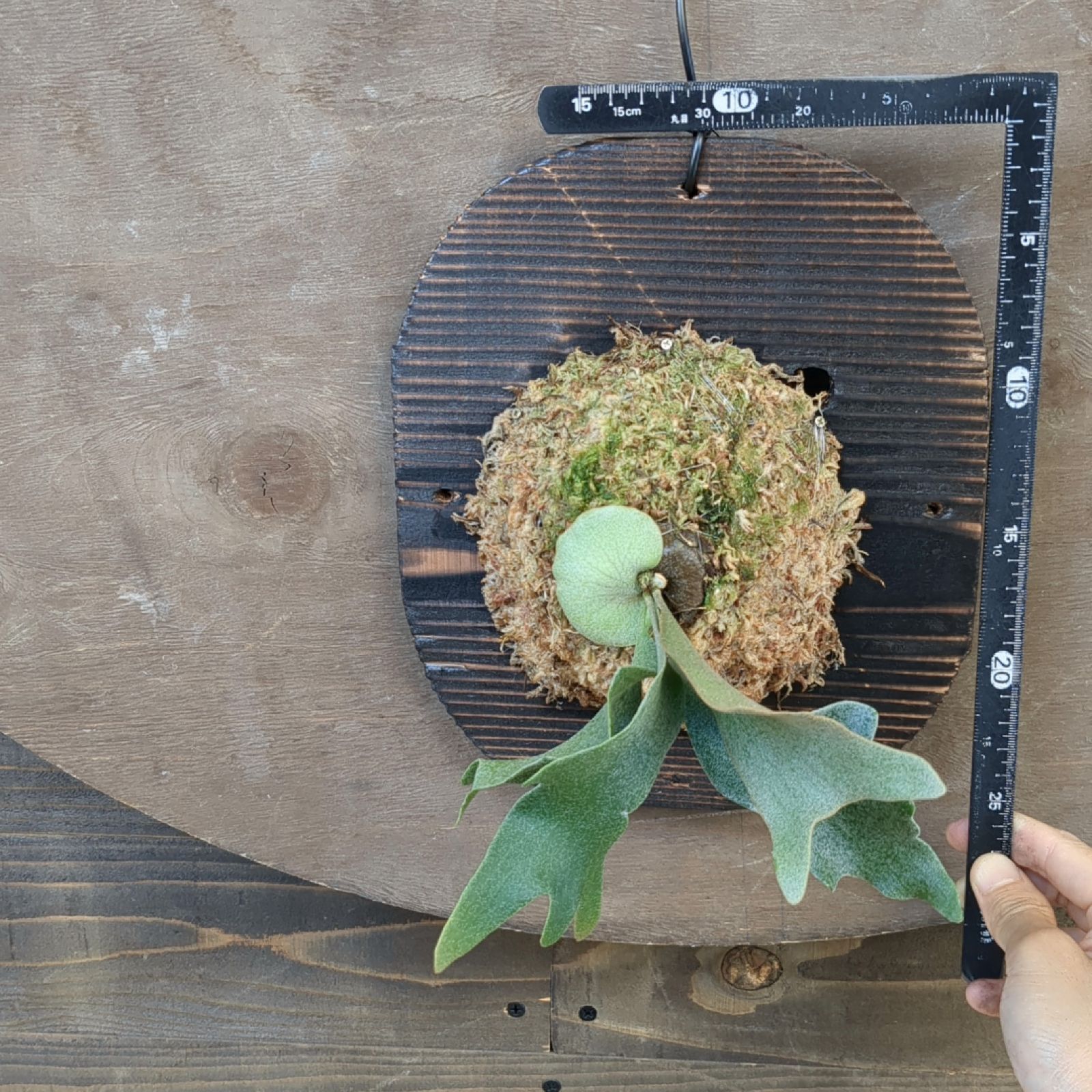 P.White Gizmo ビカクシダ ホワイト ギズモ／胞子培養ケース ビカクシダ ホワイト ギズモ 胞子培養株 現品発送 P. white gizmo B