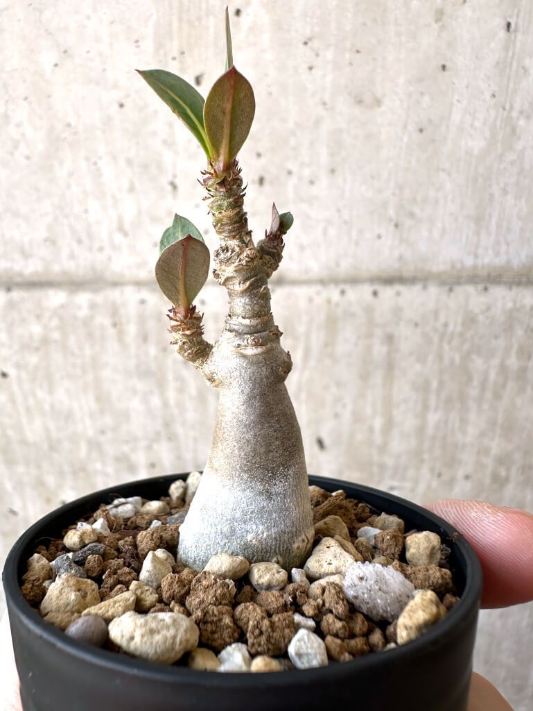 現品限り】アデニウム・アラビカム【Z16】 Adenium arabicum【植物