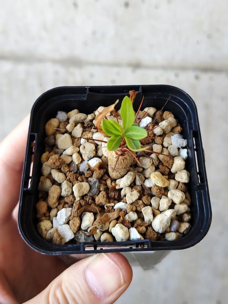 現品限り】フォークイエリア・プルプシー【V6】 Fouquieria purpusii