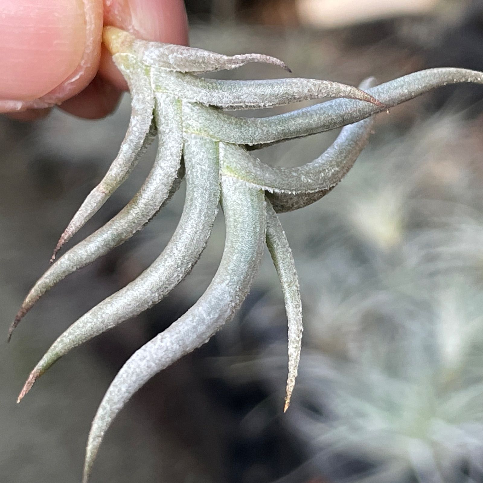 Tillandsia ヒルタ Tillandsia Hawaiian Monarch. (capitata orange form x