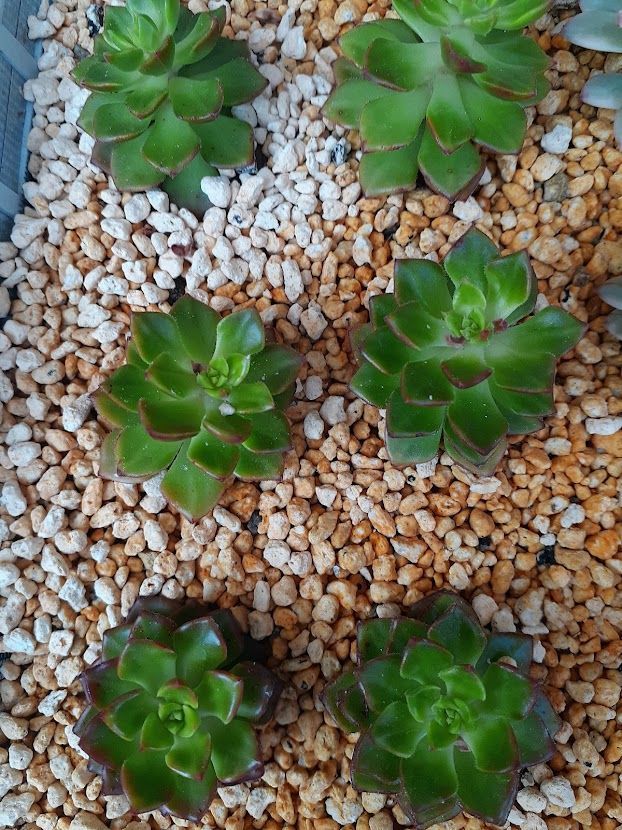 多肉植物　エケベリア／マジックゴールド　♡韓国苗♡