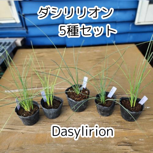 ダシリリオン ロンギシマム 2苗 鉢のまま発送 ダシリリオン