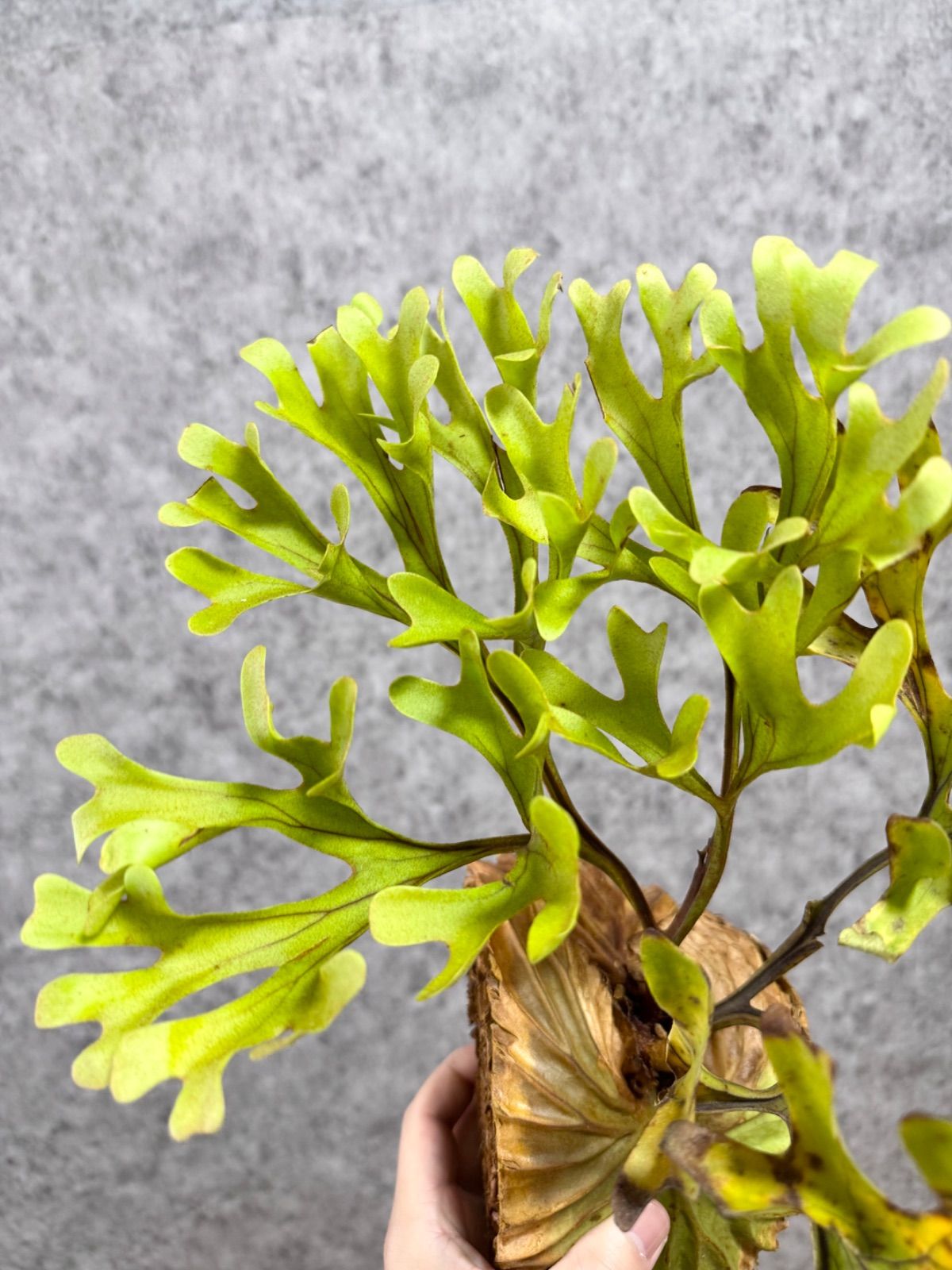 細葉 B34 Lサイズ】 ▽P.ridleyi Wild Banten▽ リドレー リドレイ 