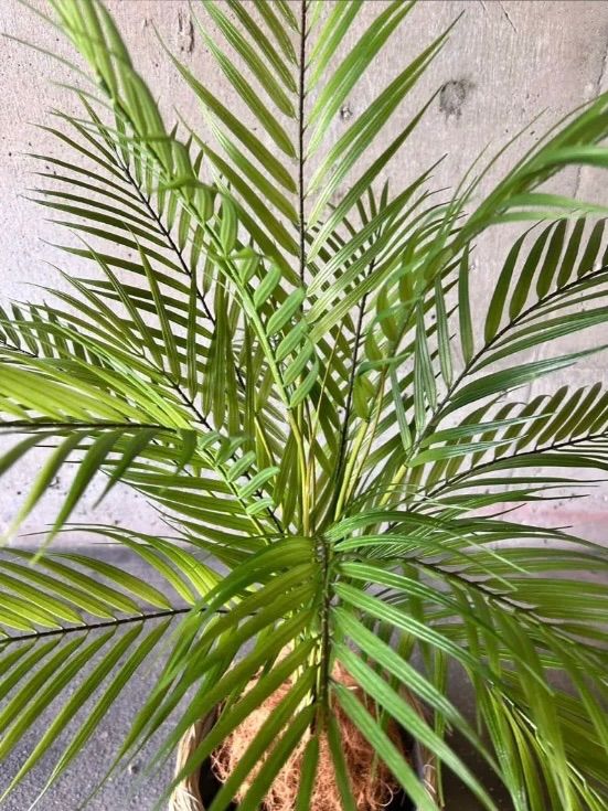 光触媒 人工観葉植物 ウォールグリーン コレクション フェイクグリーン