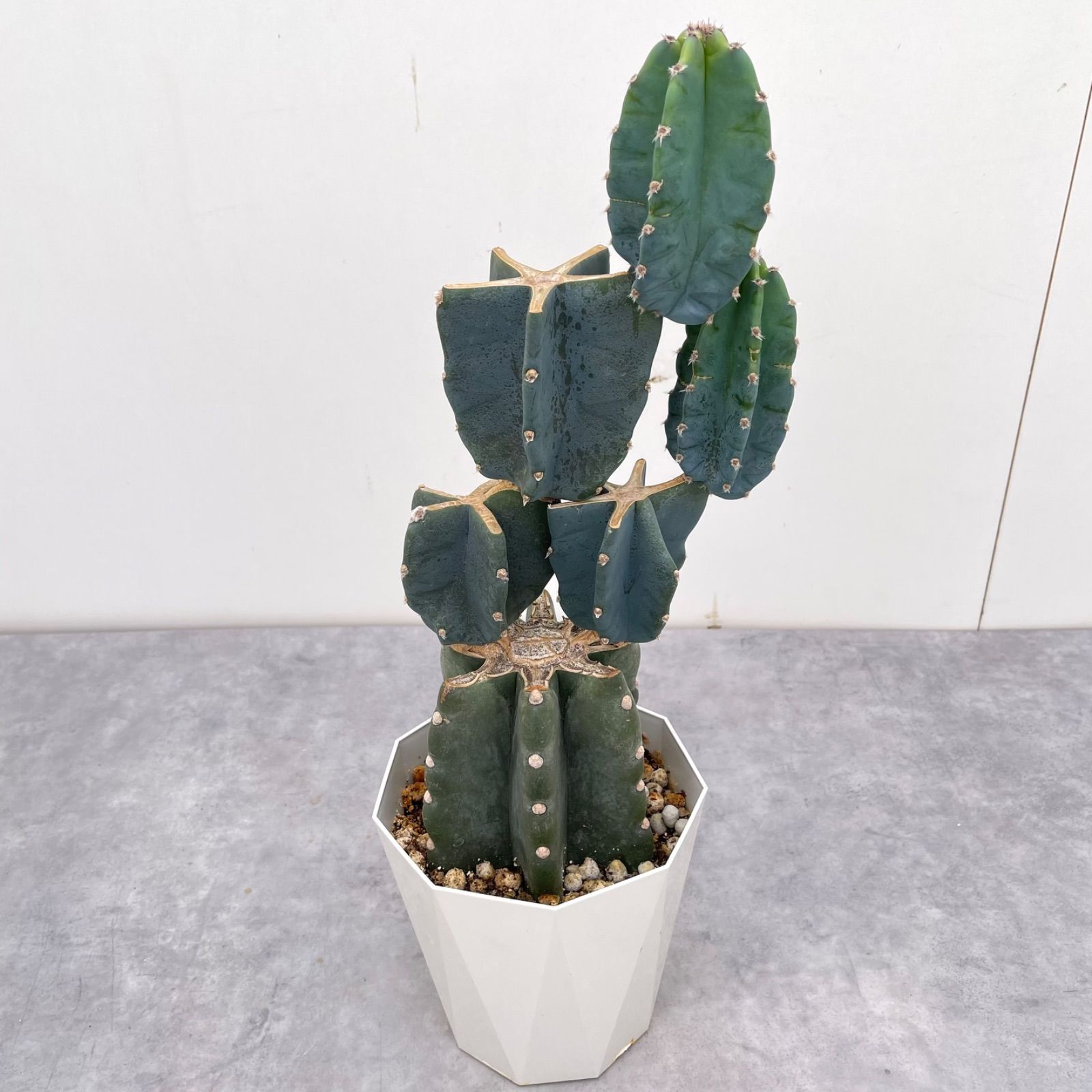 柱サボテン ブランチ 34【現品】観葉植物 室内 ドライガーデン