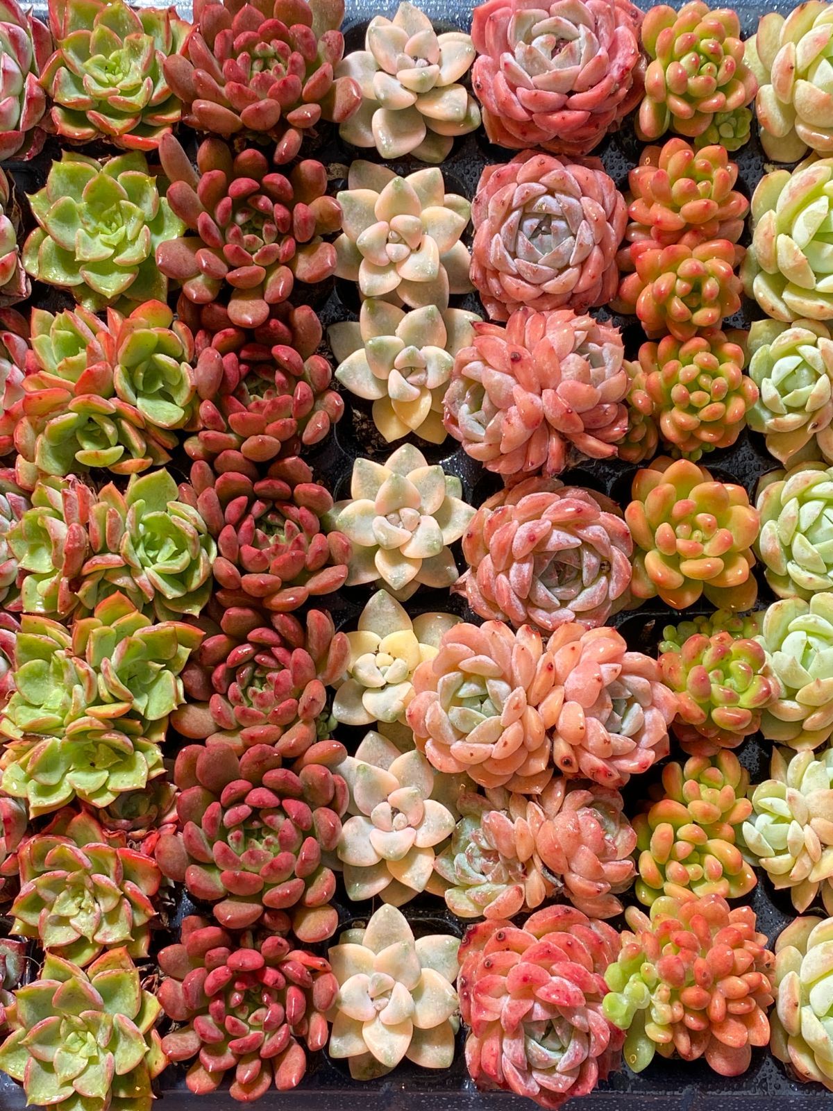 新入荷 15種類セット NT03×105苗 土付き 詰め合わせ 多肉植物 エケベリア 韓国苗 新入荷 YUZUMIYA_COM