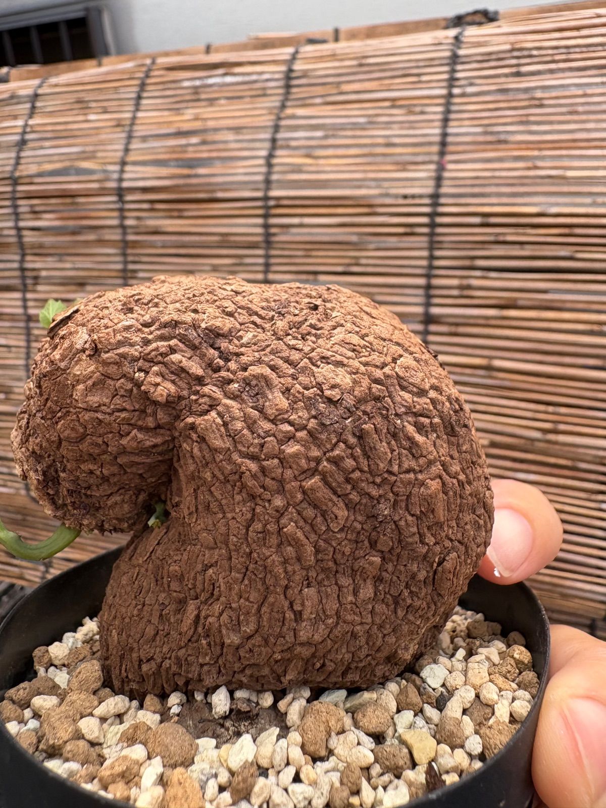 ステファニア スベローサ Stephania suberosa 発根発芽済み 塊根