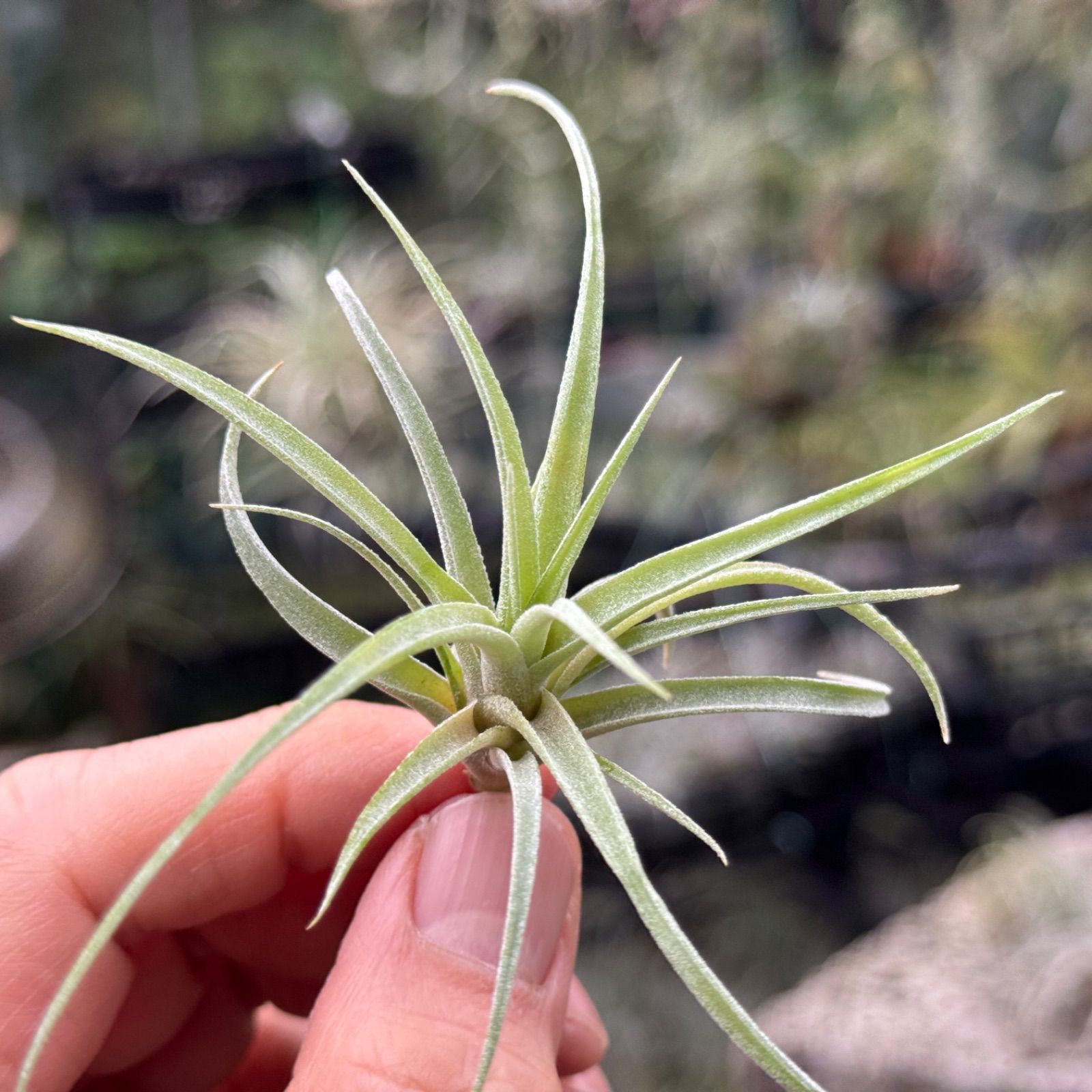 チランジア キセログラフィカ × ブラキカウロス Tillandsia