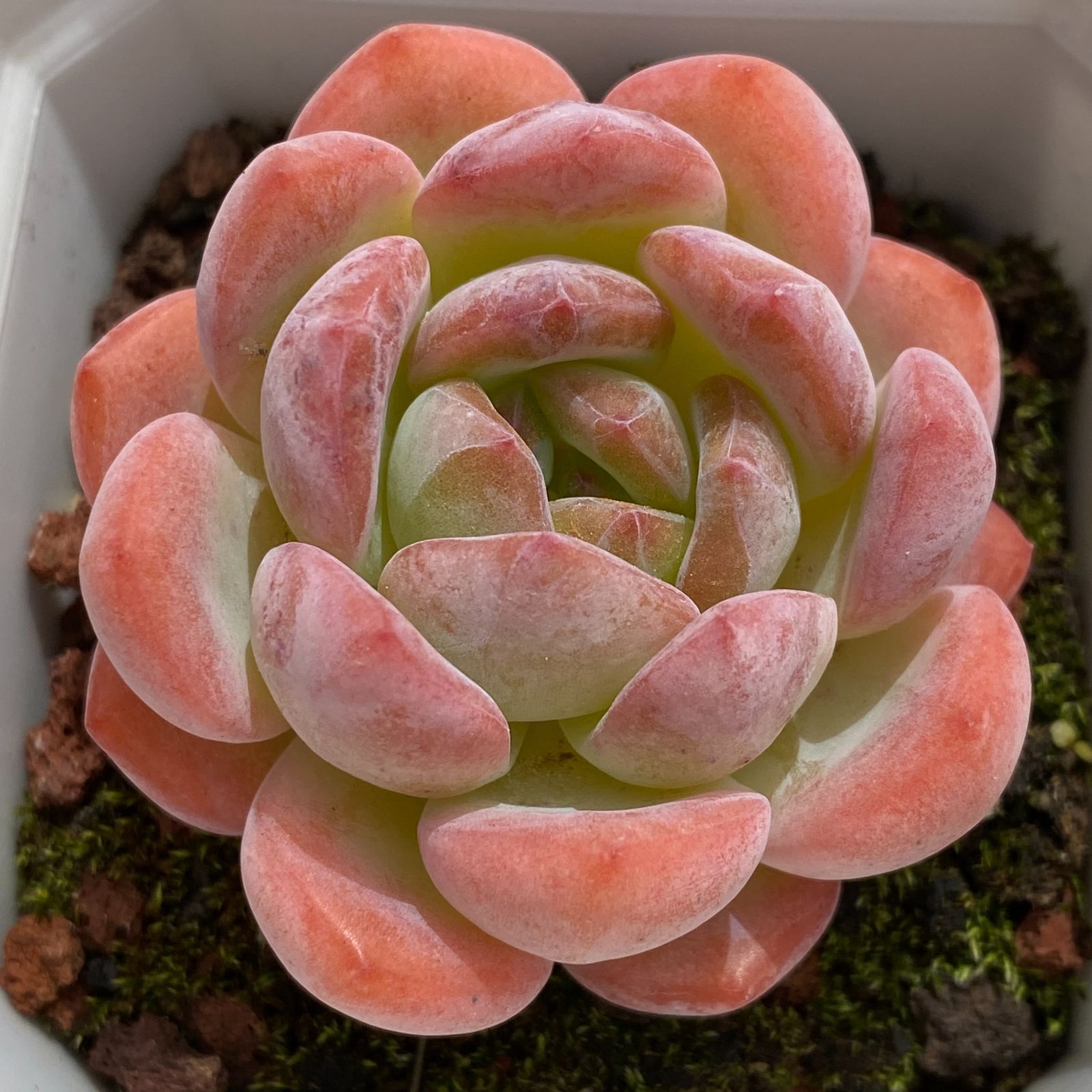 LB1338×50 オールスター タントウ 抜き苗 多肉植物 アエオニウム エケベリア 韓国苗 WWW_GEBZETESISAT_COM_TR