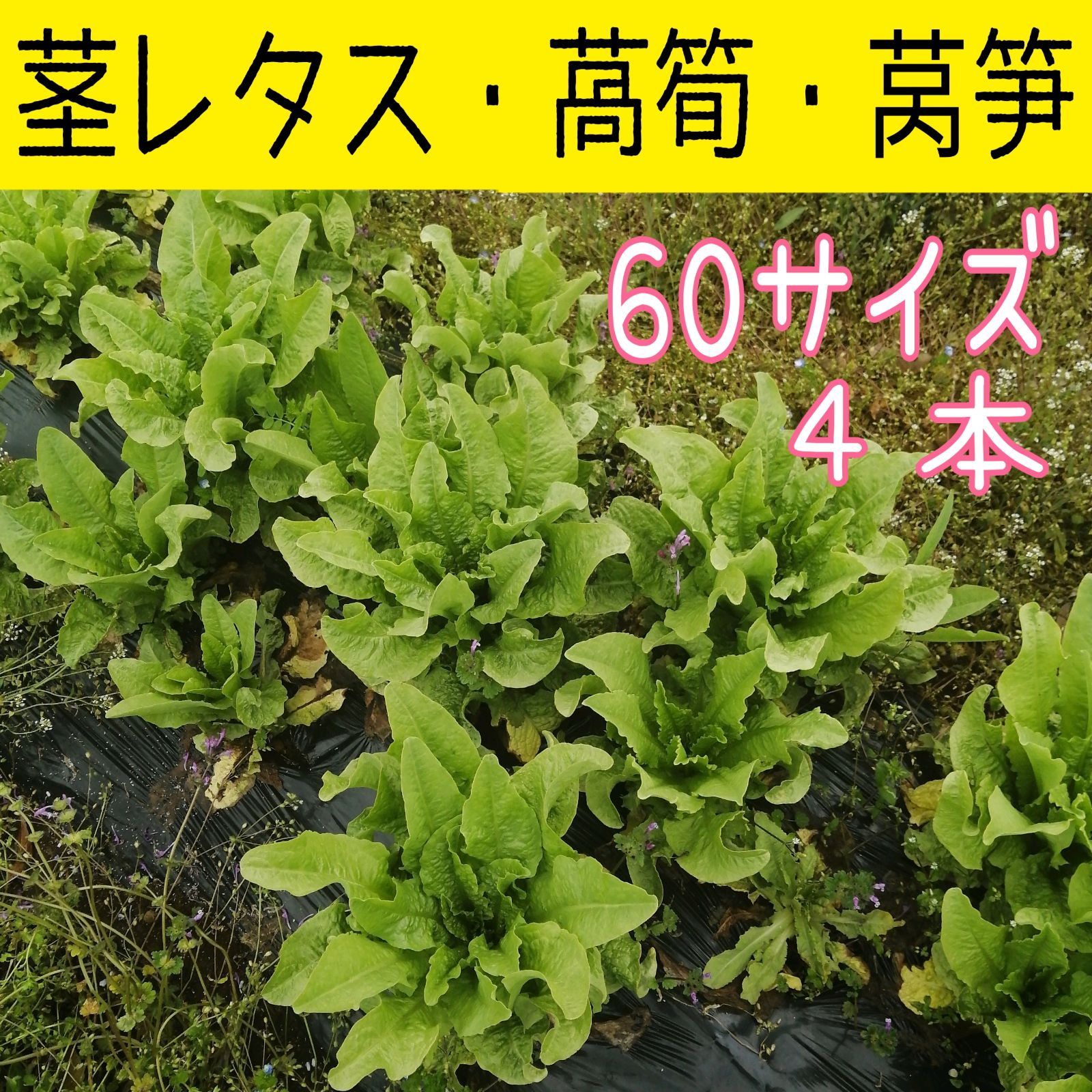メルカリShops - 茎レタス・萵筍・莴笋 葉付き ４本 無農薬 60サイズ