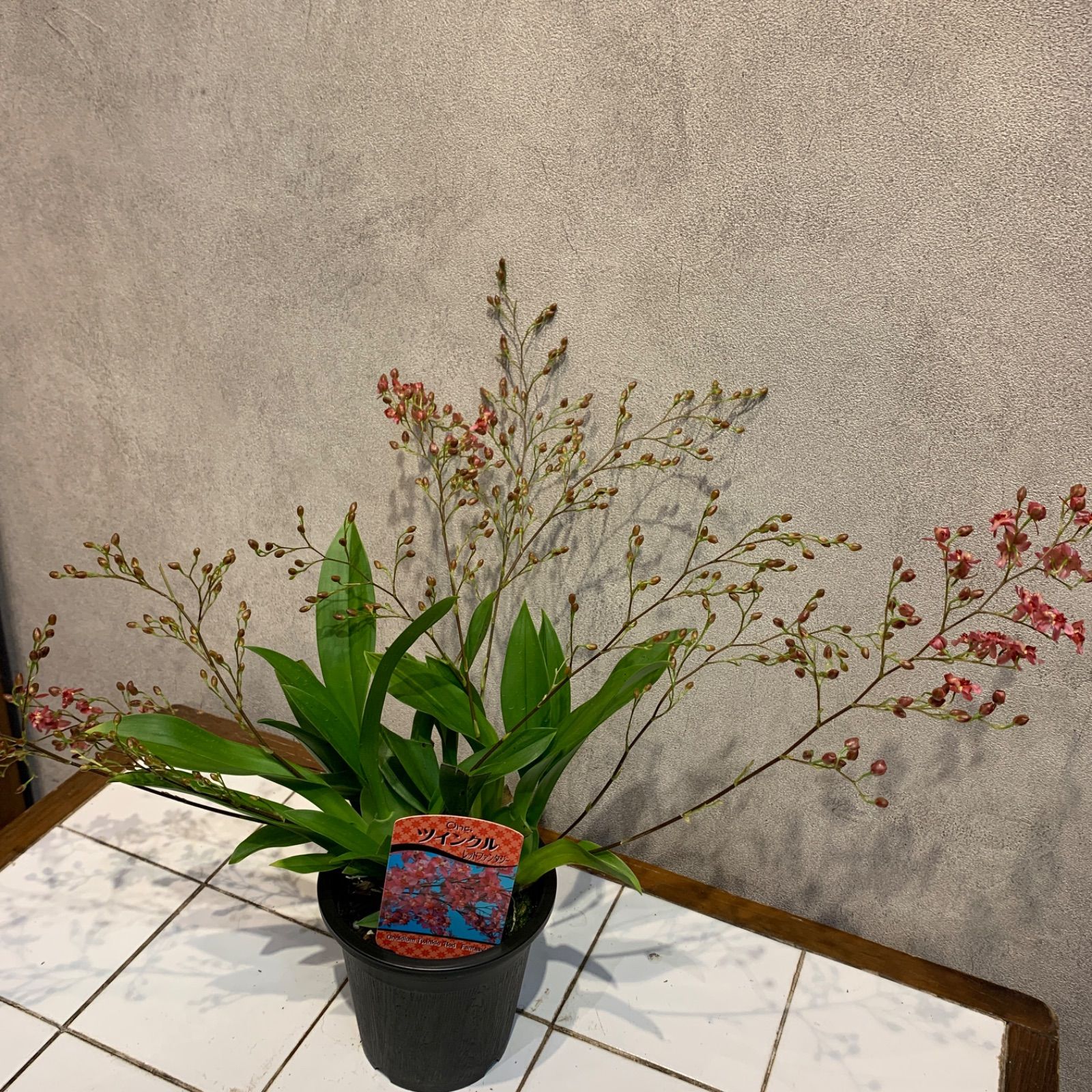 最新入荷 新品 未使用 オンシジューム レッドファンタジー 3 5号鉢 植物 観葉植物 Anaru Com Br Anaru Com Br