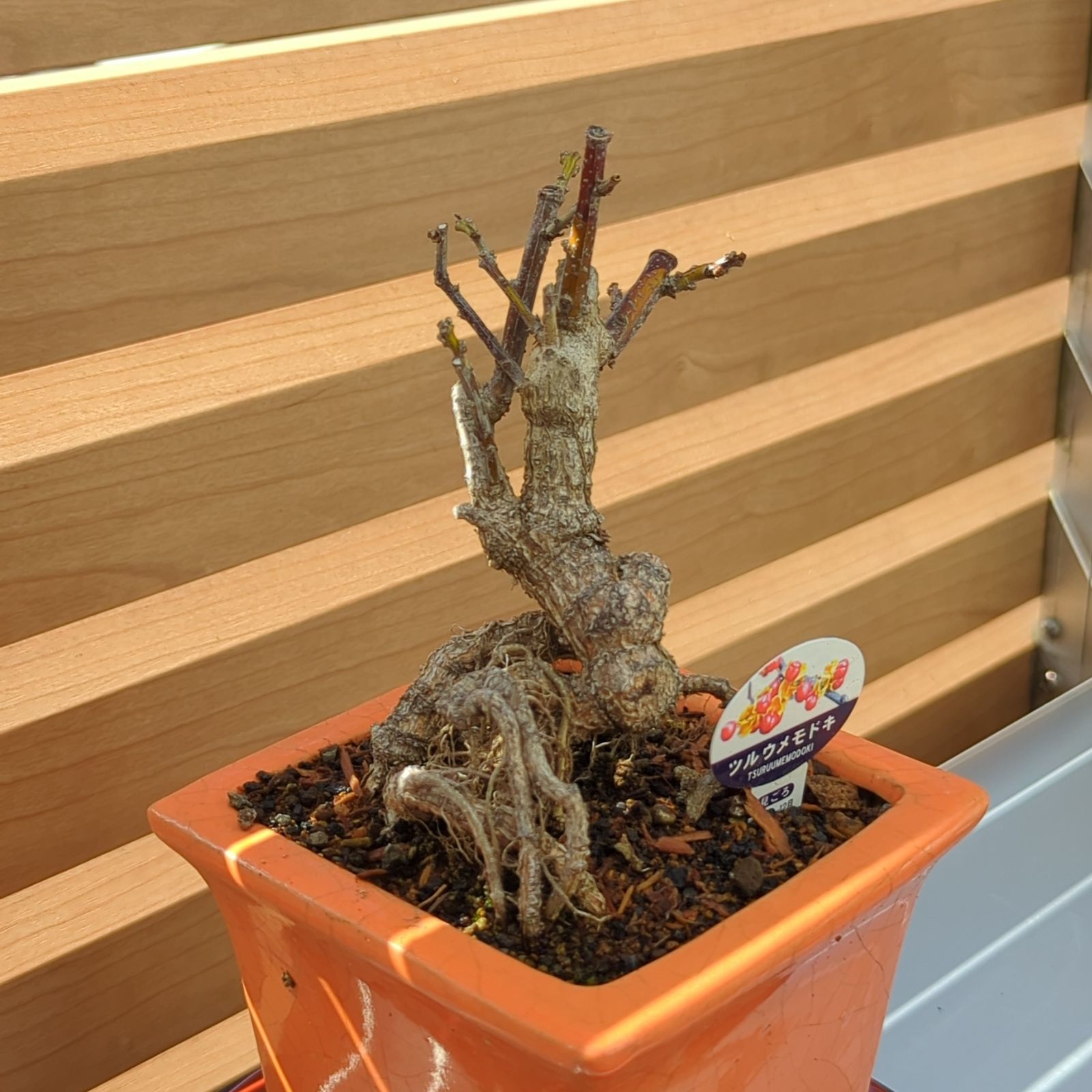 ツルウメモドキ 値上りミニ盆栽 陶器鉢 ツルウメモドキの備忘禄 | おー