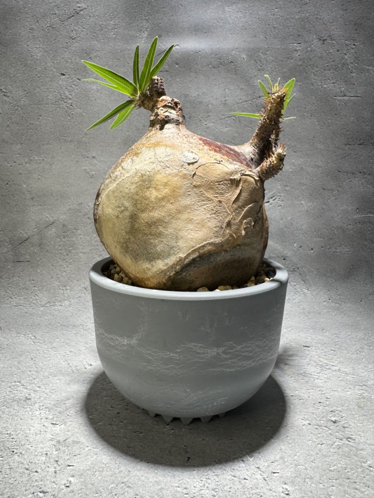 現地株 発根済 グラキリス バリエム鉢付き